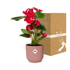 Detailfoto van Anthurium Red 12cm in ELHO Vibes Fold 14cm roze