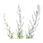 Productafbeelding van Pureplant
