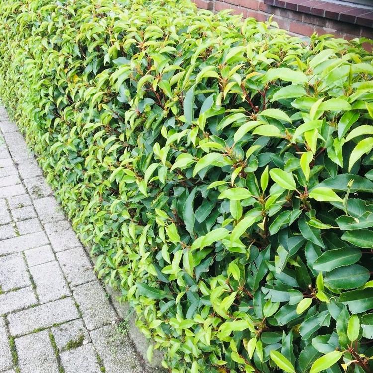 6x Prunus lusitanica Angustifolia, groene bladeren