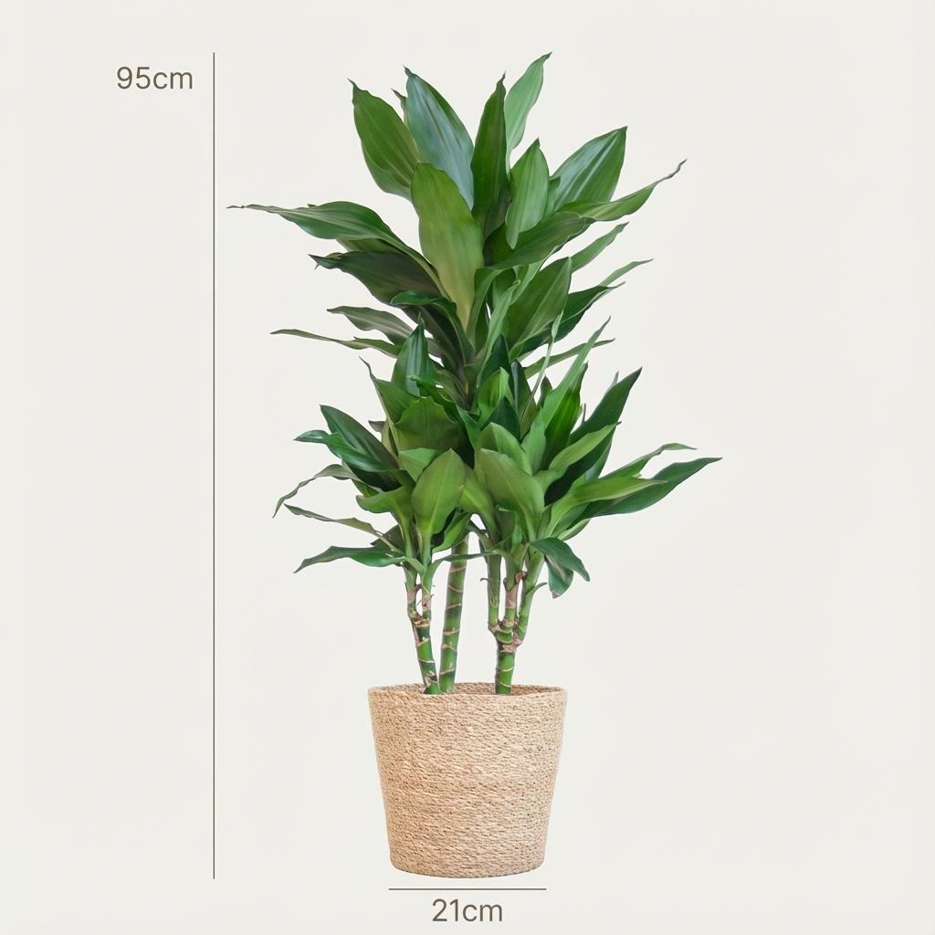 Dracaena  Janet Lindt met Zeegras mand naturel, kenmerkend blad