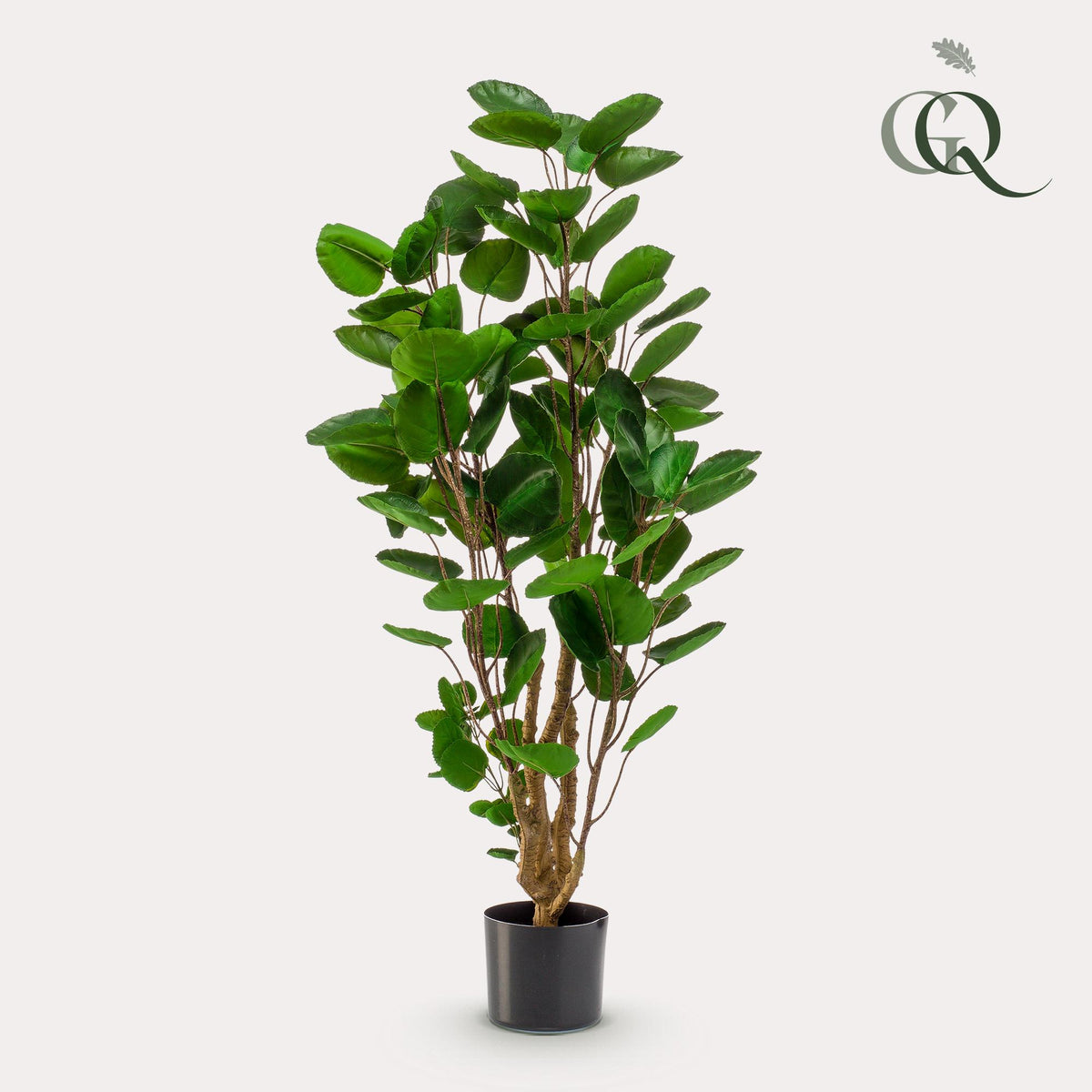 Productafbeelding van Pureplant