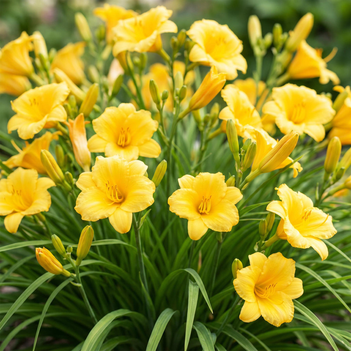 Daglelie Stella d'Oro, met gele bloemen, groeiwijze van de plant