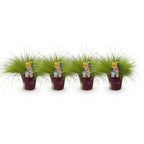 Festuca glauca Golden Toupee, detail van het blad