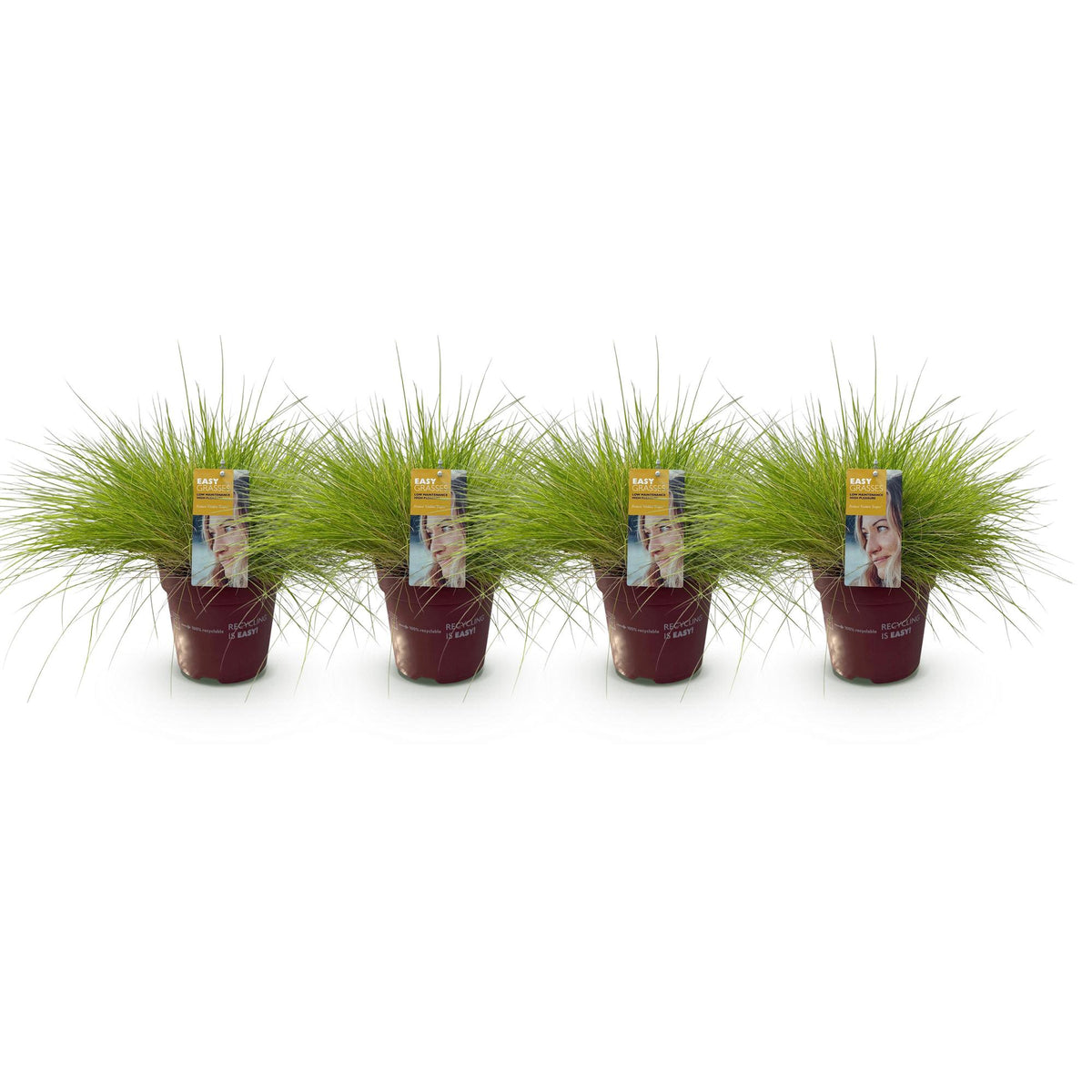 Festuca glauca Golden Toupee, detail van het blad