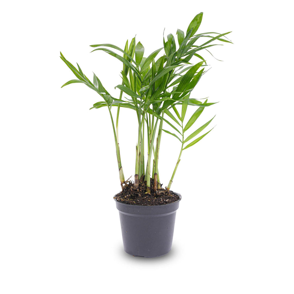 Chamaedorea elegans 'Baby', parlour palm voor terrarium, detail van het blad
