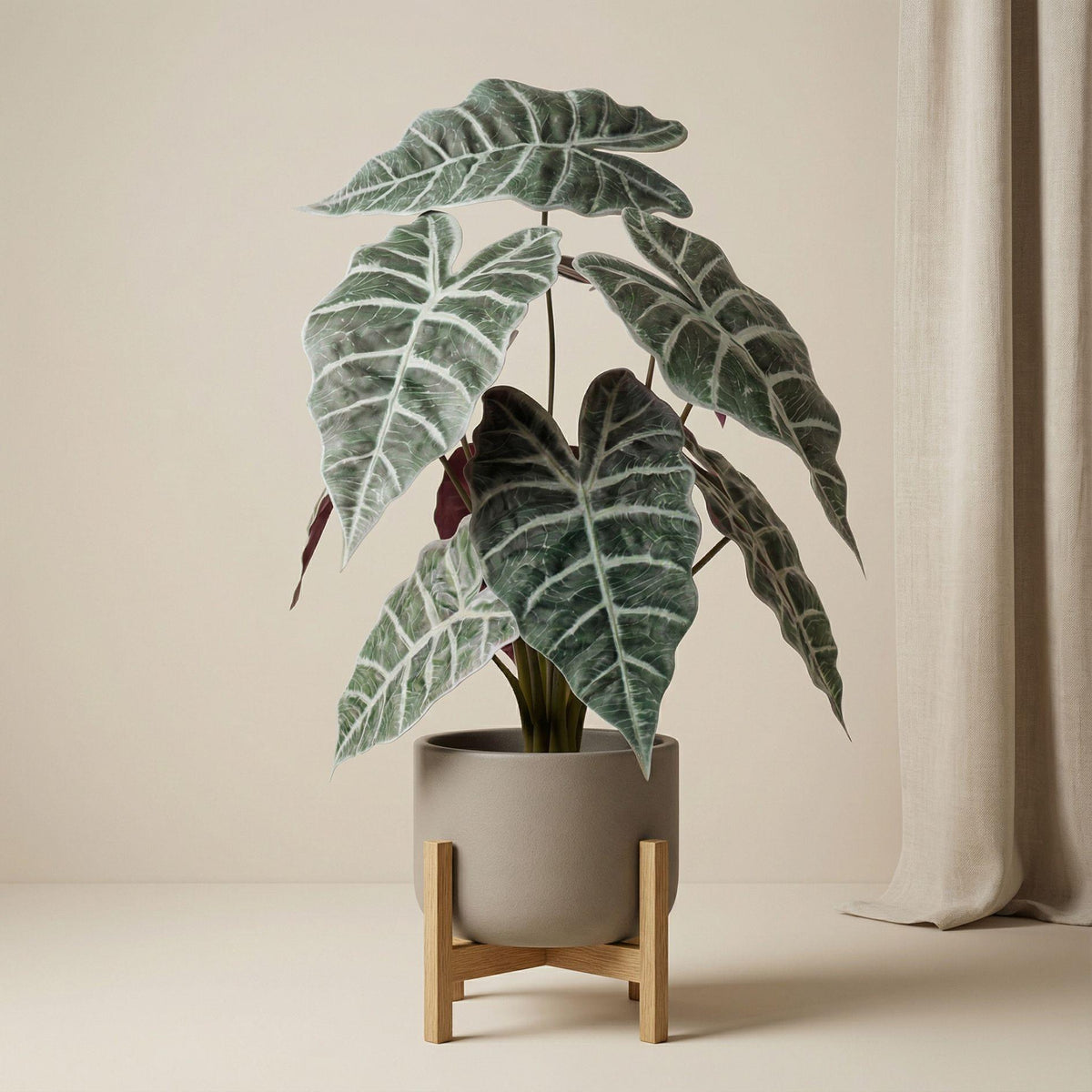 Alocasia bush in pot, plant in pot