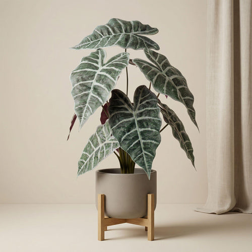 Alocasia bush in pot, plant in pot