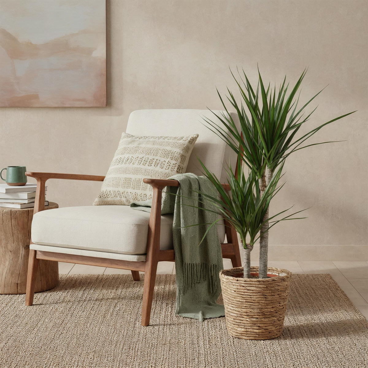 Dracaena Marginata, plant in pot