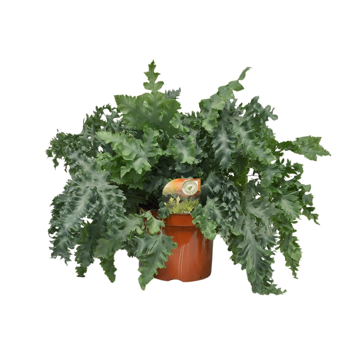 Phlebodium Davana, plant in pot