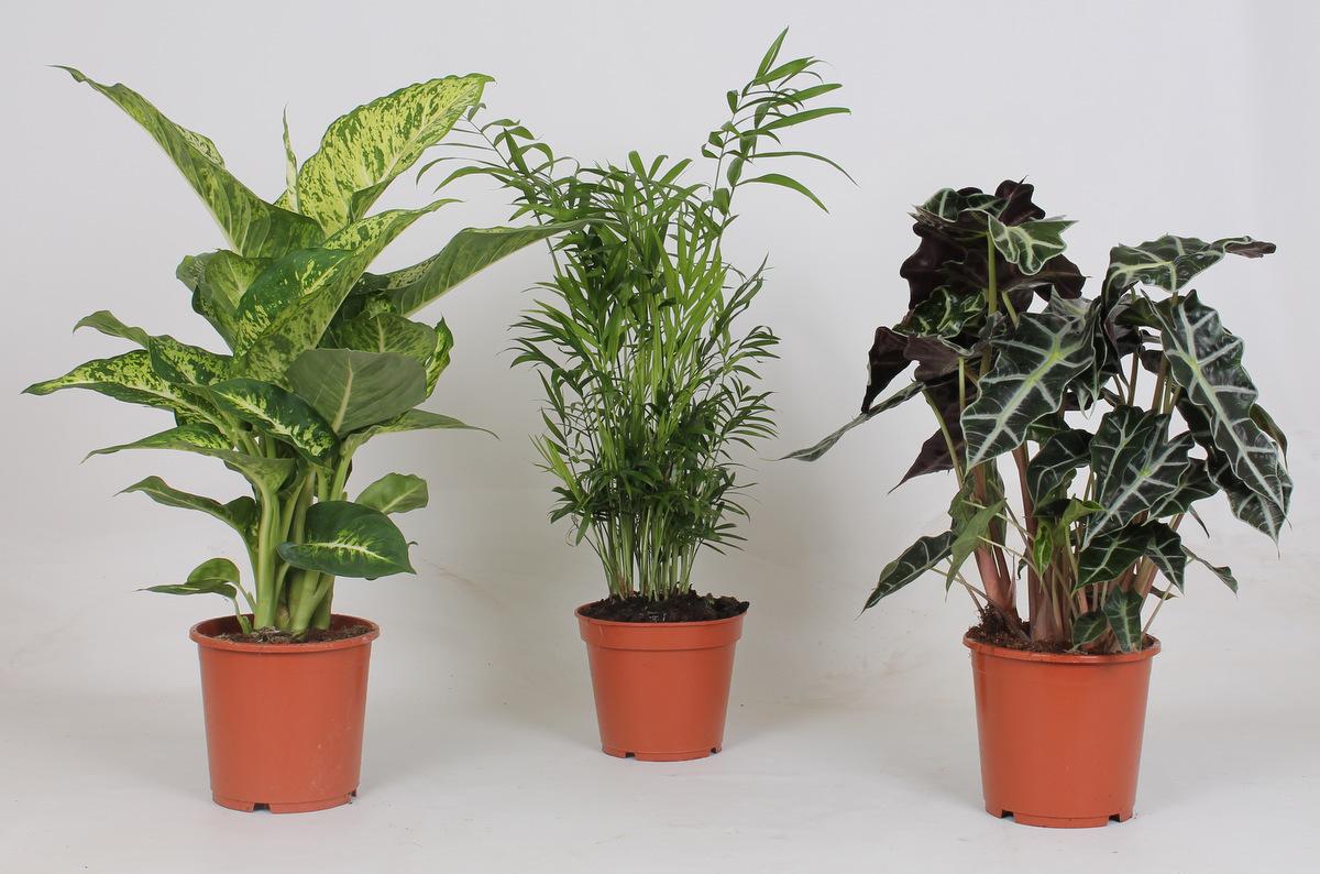 Productfoto van Binnenplanten Mix - 3 stuks