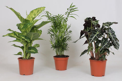 Productfoto van Binnenplanten Mix - 3 stuks