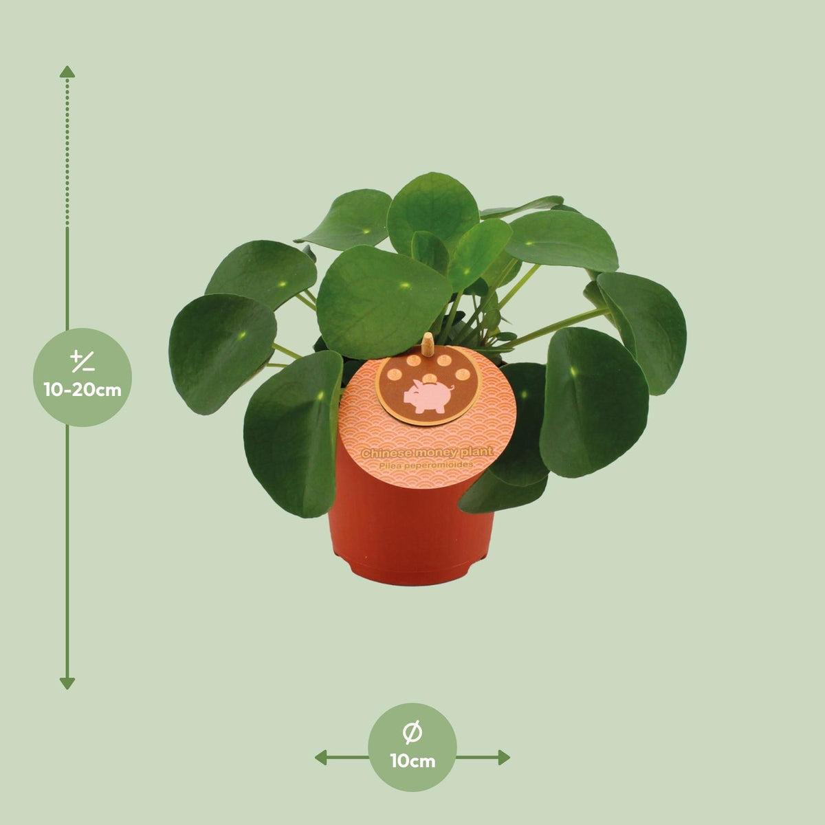 Detailfoto van Pilea Peperomioides
