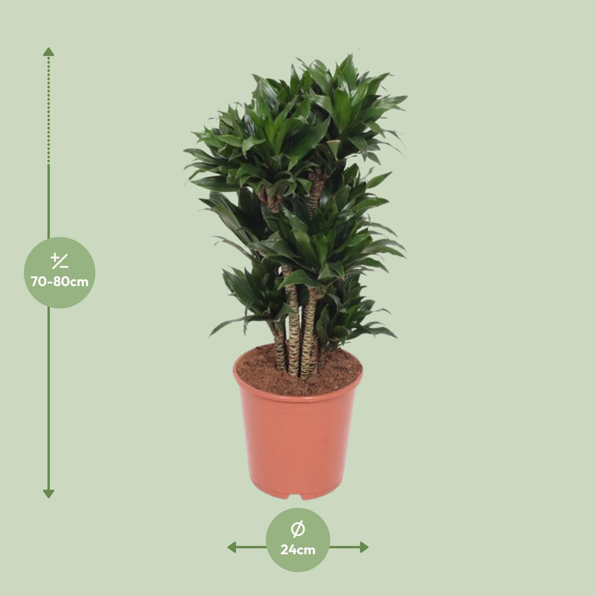 Detailfoto van Dracaena Compacta