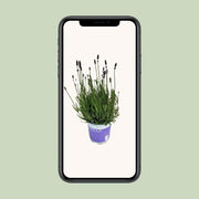 Lavendel Lavandula Hidcote Blue Blauw