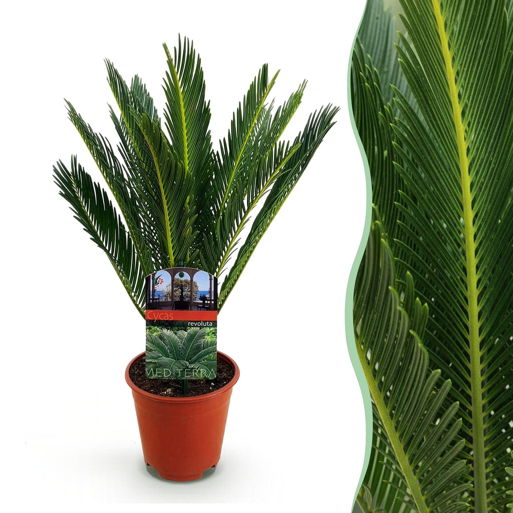 Cycas revoluta, 45-55 cm hoog, detail van het blad