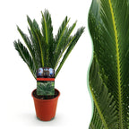 Cycas revoluta, 45-55 cm hoog, detail van het blad