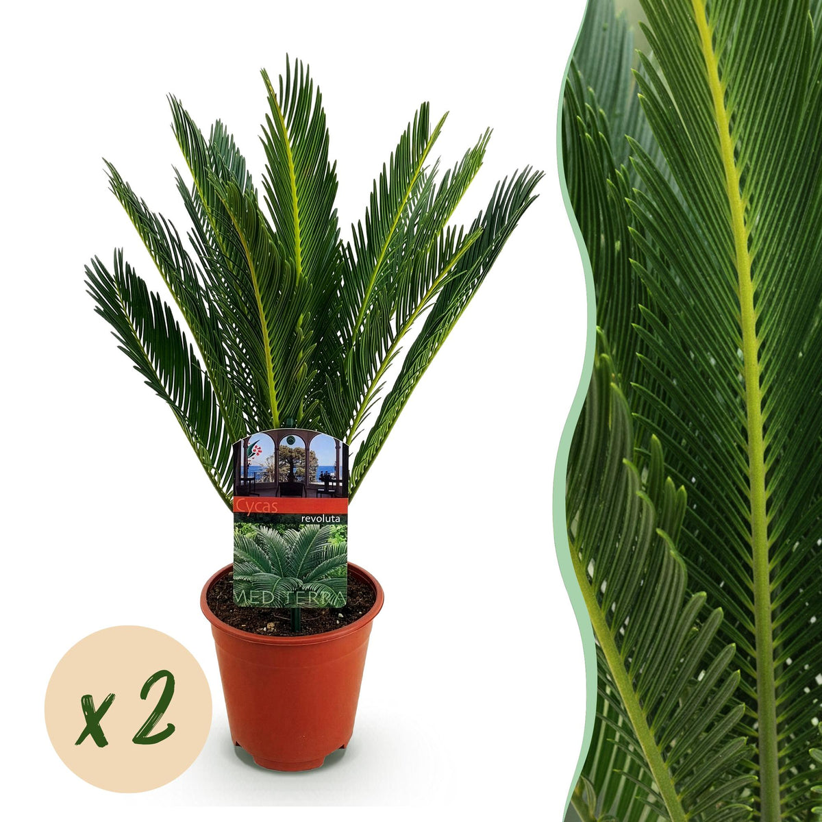 Cycas revoluta, 45-55 cm hoog, detail van het blad
