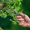 Productfoto van Bonsai shears S