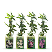 Passiebloem rainbow mix - regenboog passiebloem - set van 12 - Ø9 cm