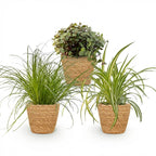 Cyperus, groene bladeren
