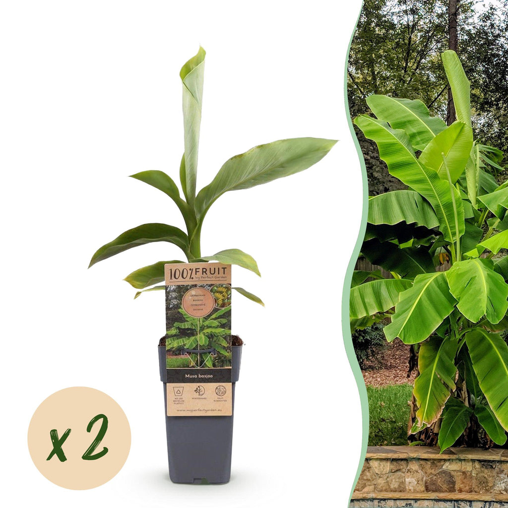Productafbeelding van Pureplant