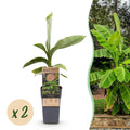 Productafbeelding van Pureplant