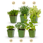 Borderpakket vaste planten, theekruiden, detail van het blad
