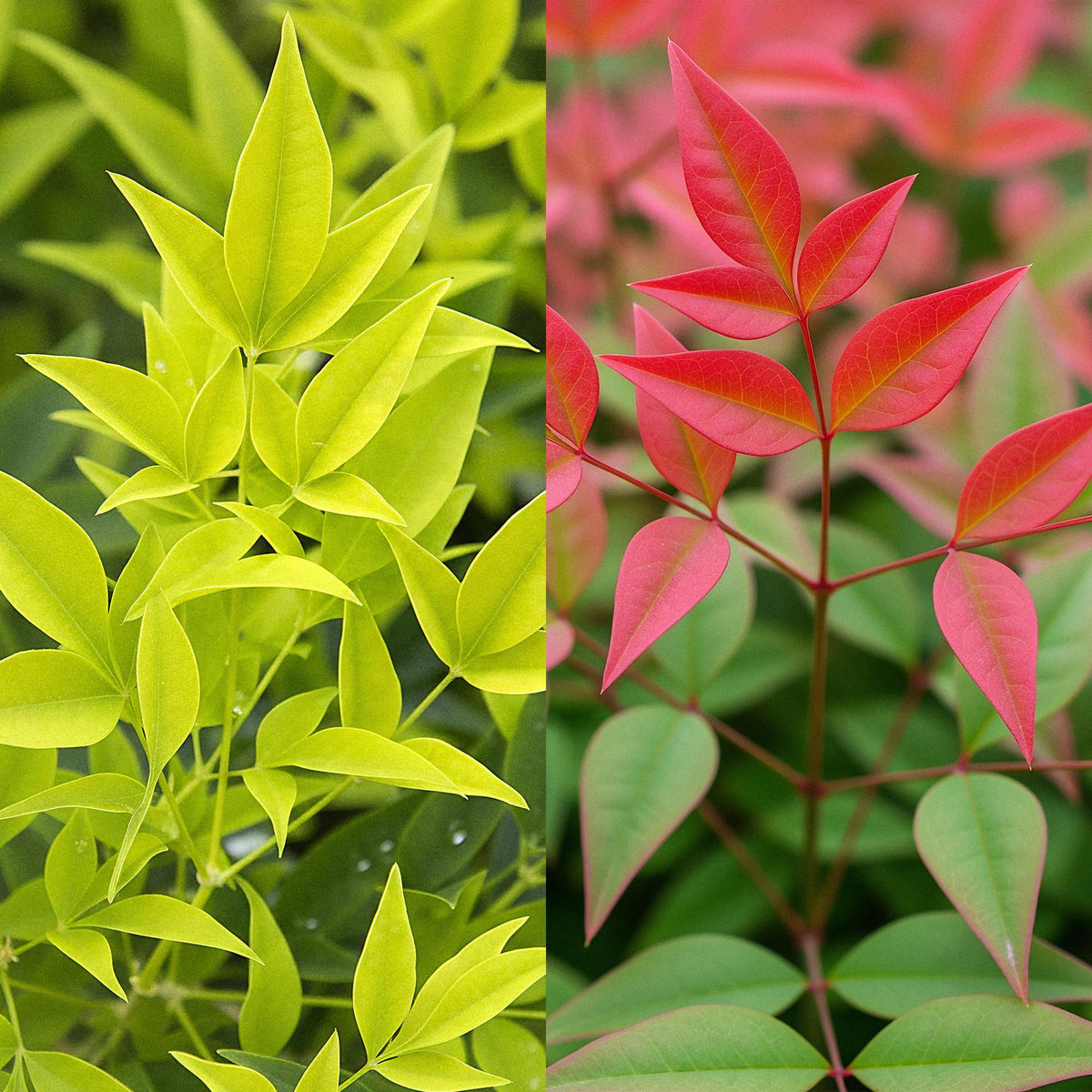 Nandina Duo, groene bladeren