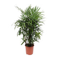 Productfoto van Rhapis Excelsa