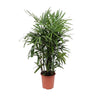 Rhapis Excelsa