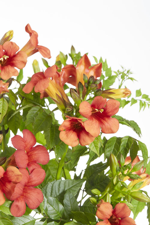 Detailfoto van 2x - Campsis Summer Jazz 'Fire Trumpet'