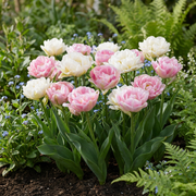 Gevulde tulp &