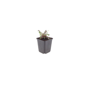 Gaura l. &
