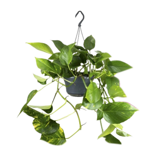 Epipremnum aureum, scindapsus klim- en hangplant