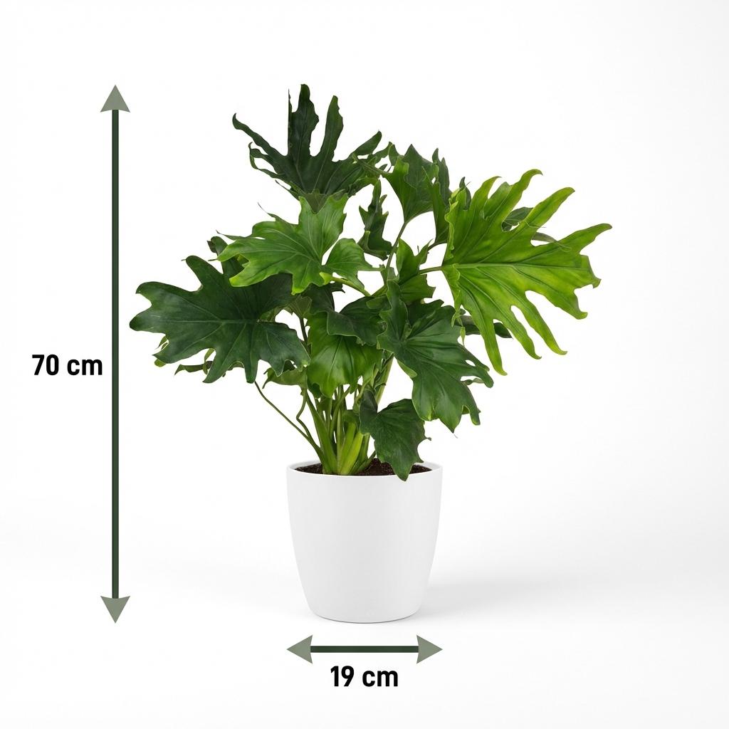 Philodendron Lickety split met witte pot, groeiwijze van de plant