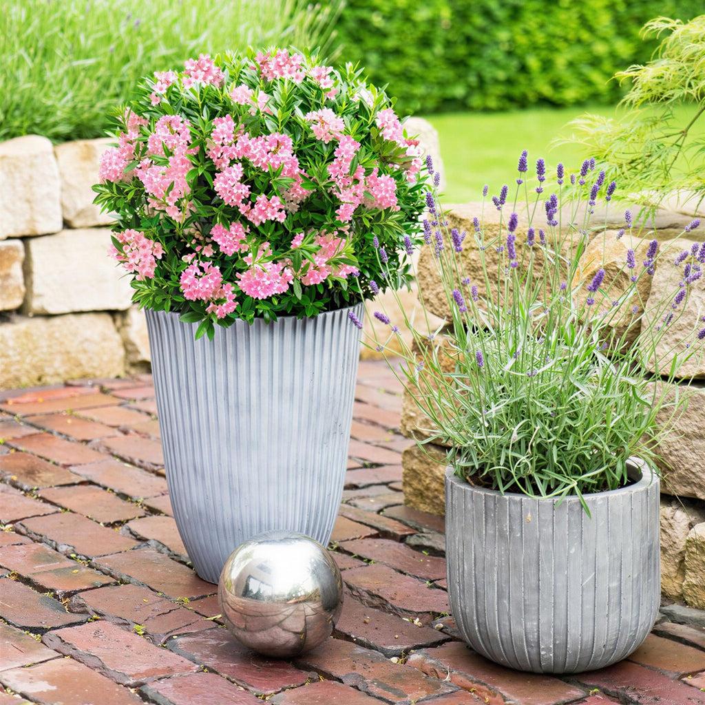 Rhododendron Bloombux Magenta, plant in pot