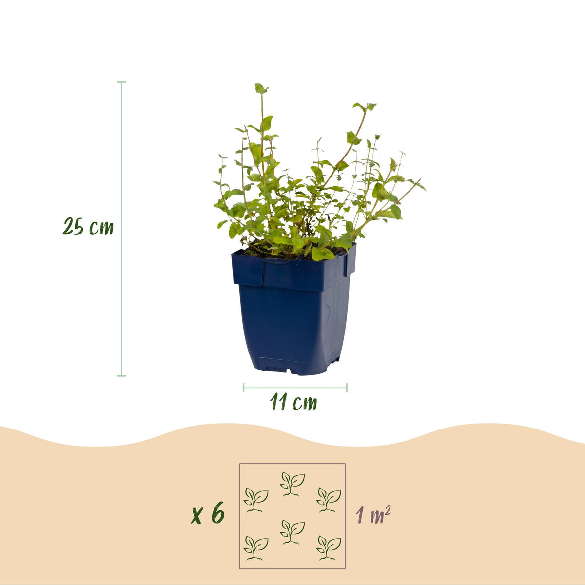 Nepeta rac. Grog - Kattenkruid - Blauw, plant in pot