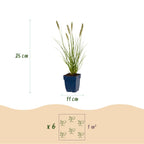 Pennisetum alop. Hameln - Lampenpoetsergras - Met Pluim, groene bladeren