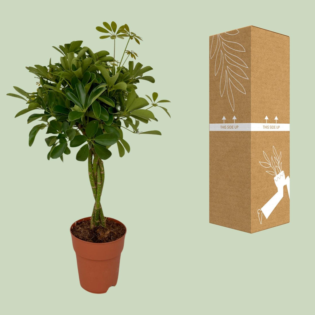 Detailfoto van Schefflera Compacta