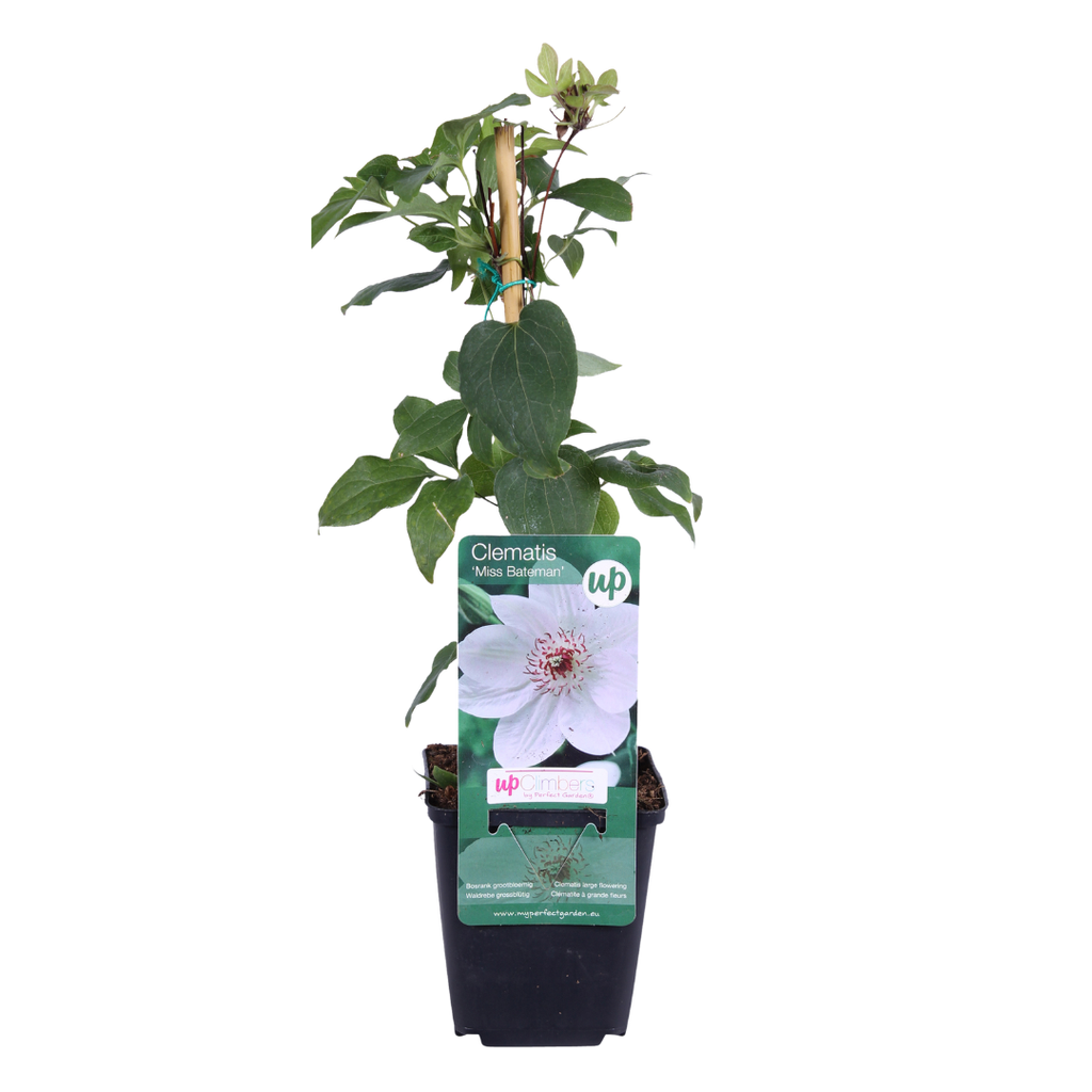 Clematis 'Miss Bateman' klimplant, wit, P9 pot, witte bloemen