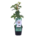 Clematis 'Miss Bateman' klimplant, wit, P9 pot, witte bloemen