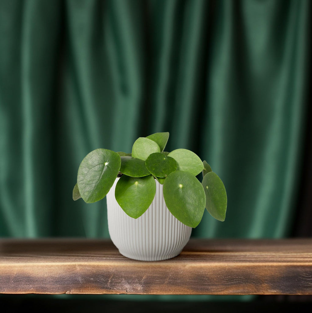 Productfoto van Pilea peperomioides, pannenkoekenplant, 20 cm hoog