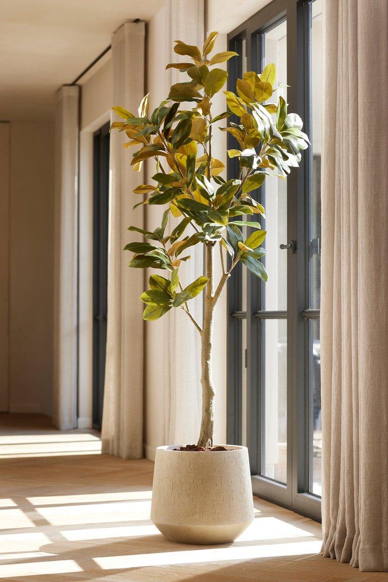 Magnolia Denudata, detail van het blad