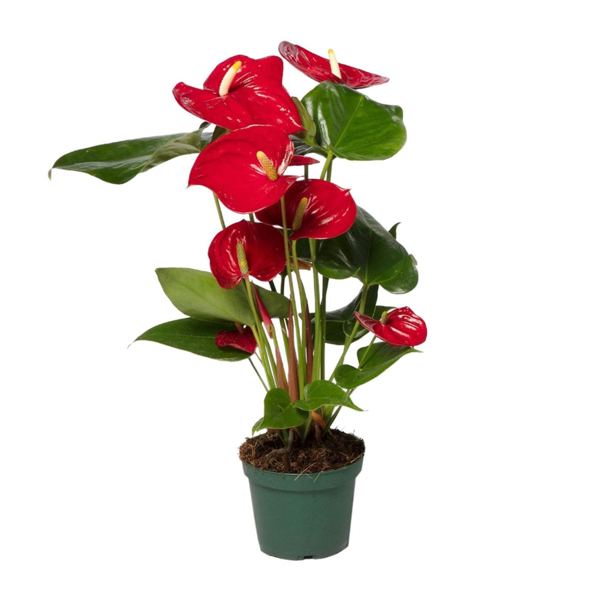 Productfoto van Anthurium rood, kamerplant met glanzende bloemen, 40 cm hoog