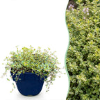 Thymus citr. Sambesi - Citroentijm - Geurend - Geel, plant in pot