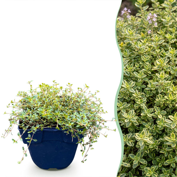 Thymus citr. Sambesi - Citroentijm - Geurend - Geel