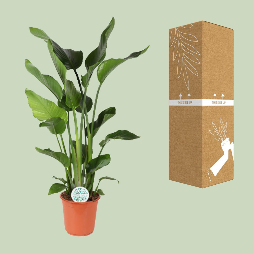 Detailfoto van Strelitzia Nicolai