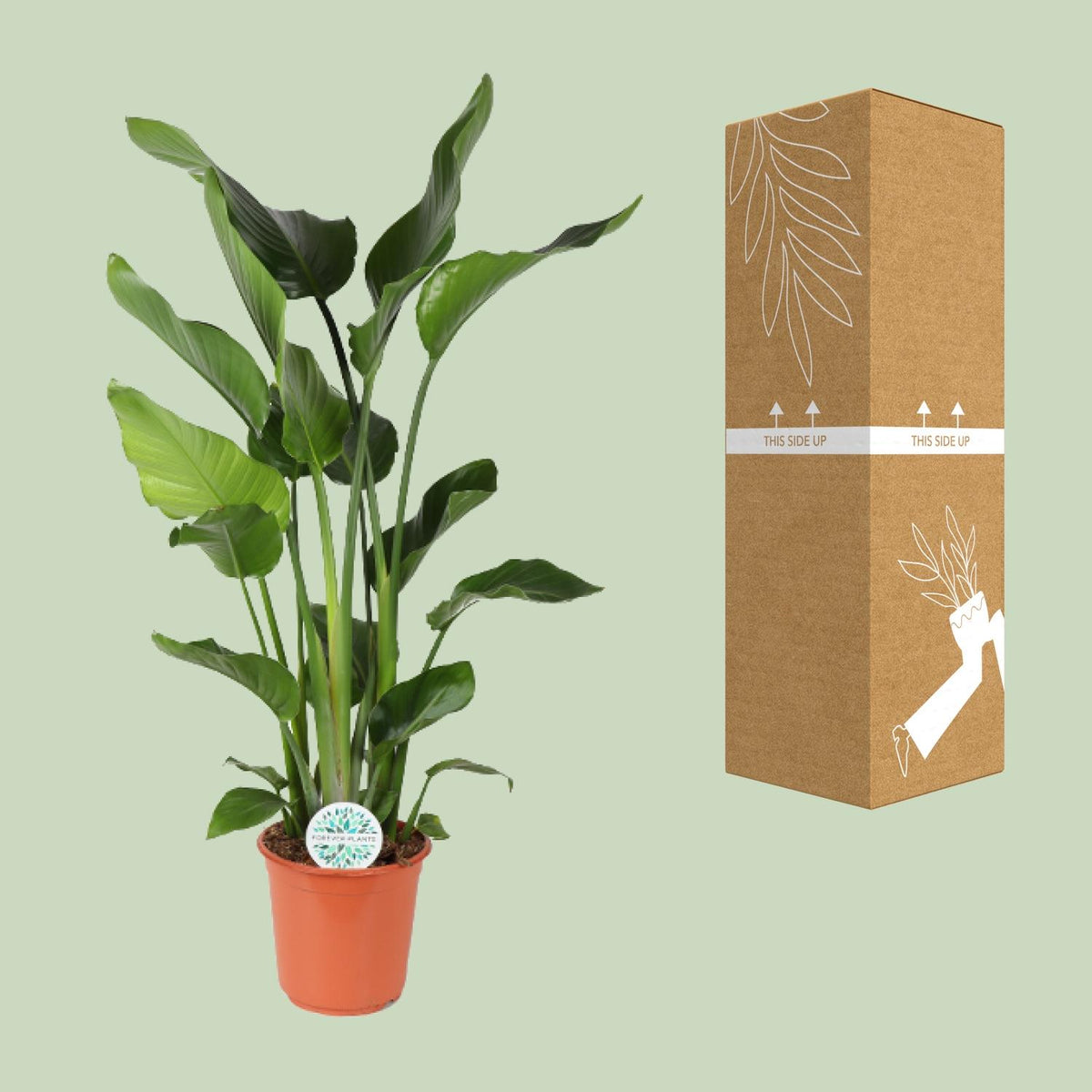 Detailfoto van Strelitzia Nicolai