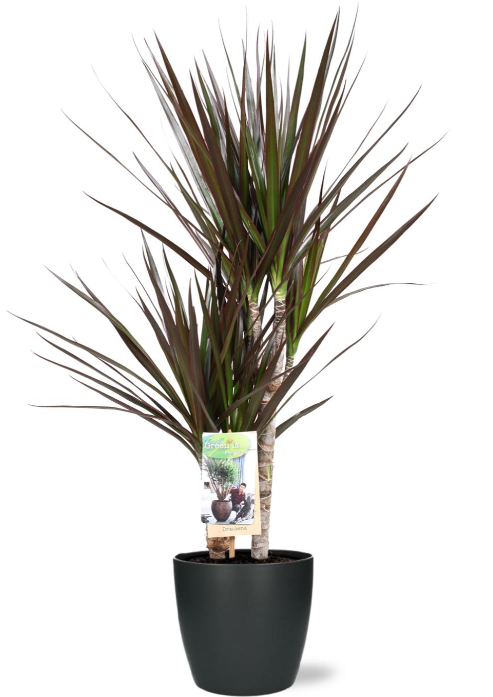 Productfoto van Dracaena Magenta