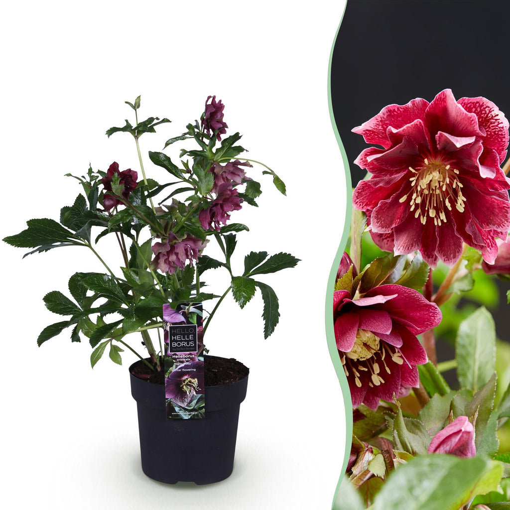 Lenten rose Helleborus orientalis Double Ellen Red, detail van het blad